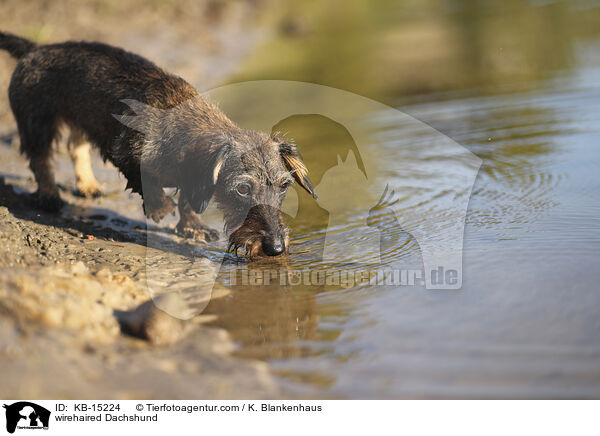 Rauhaardackel / wirehaired Dachshund / KB-15224