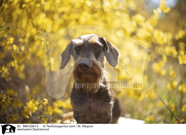 wirehaired Dachshund / MW-29813