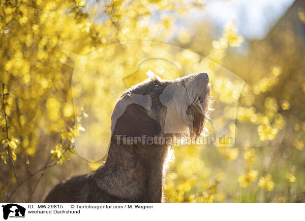 Rauhaardackel / wirehaired Dachshund / MW-29815