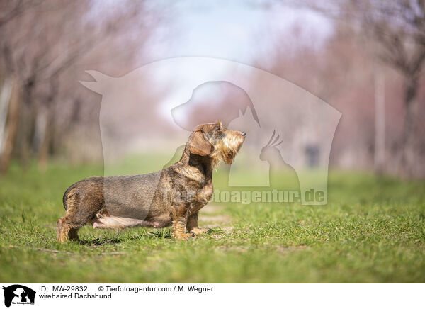 Rauhaardackel / wirehaired Dachshund / MW-29832