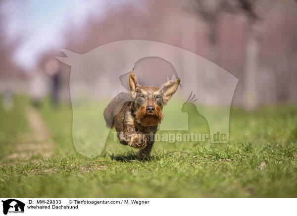 Rauhaardackel / wirehaired Dachshund / MW-29833