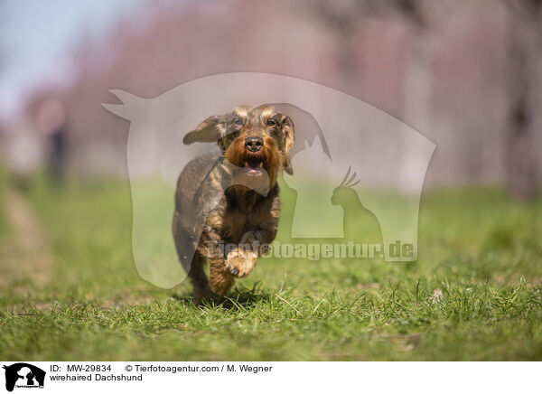 Rauhaardackel / wirehaired Dachshund / MW-29834