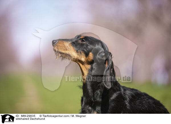 Rauhaardackel / wirehaired Dachshund / MW-29835