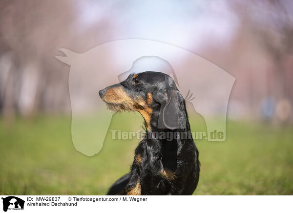 Rauhaardackel / wirehaired Dachshund / MW-29837