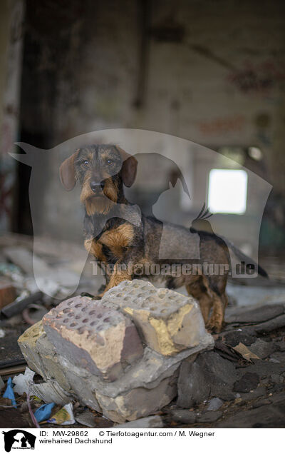 Rauhaardackel / wirehaired Dachshund / MW-29862