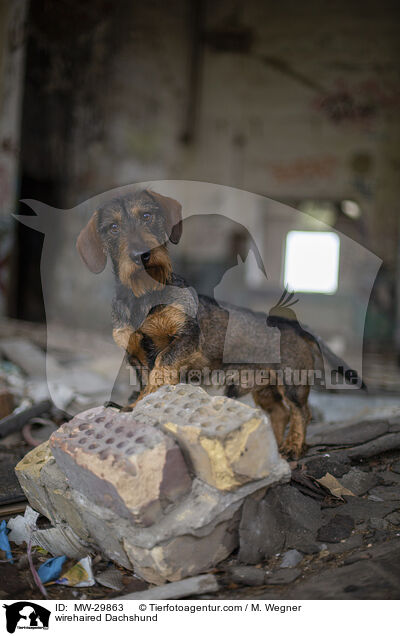 Rauhaardackel / wirehaired Dachshund / MW-29863