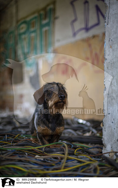 wirehaired Dachshund / MW-29868