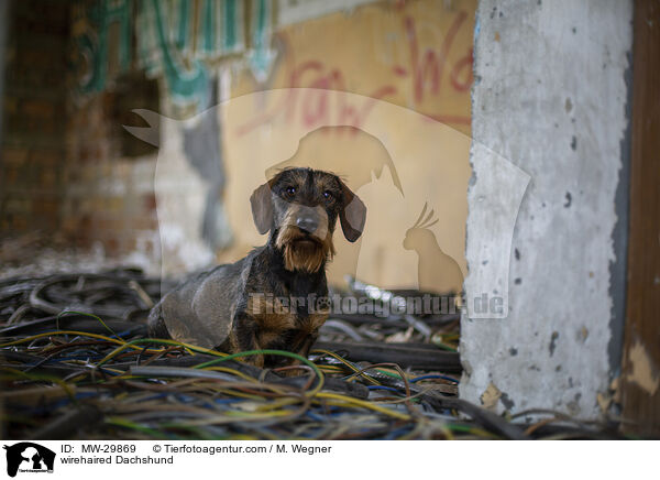 Rauhaardackel / wirehaired Dachshund / MW-29869