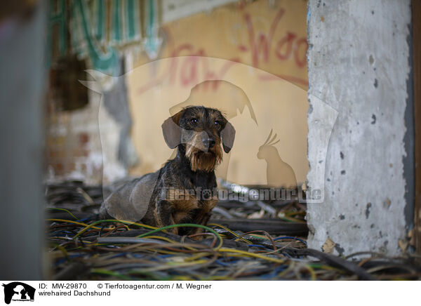 Rauhaardackel / wirehaired Dachshund / MW-29870