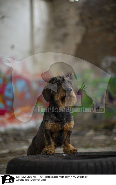 Rauhaardackel / wirehaired Dachshund / MW-29875