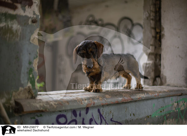 Rauhaardackel / wirehaired Dachshund / MW-29877