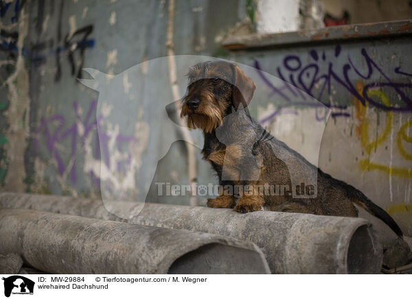 wirehaired Dachshund / MW-29884