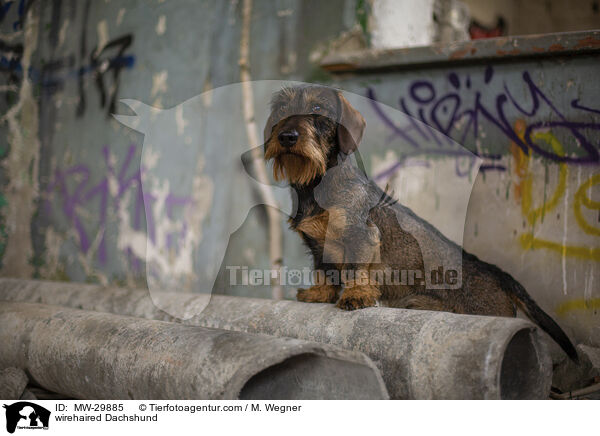 Rauhaardackel / wirehaired Dachshund / MW-29885