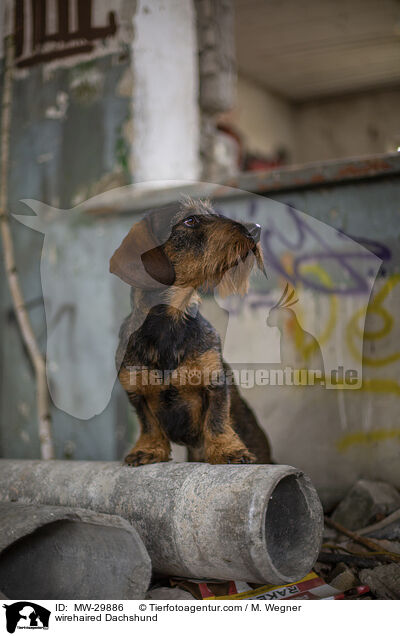 wirehaired Dachshund / MW-29886