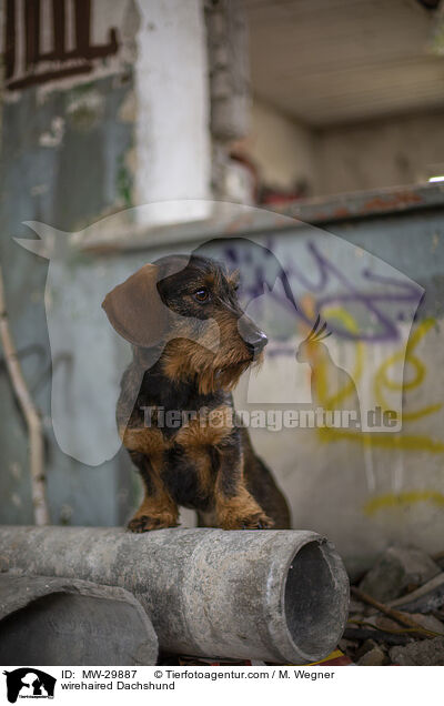 wirehaired Dachshund / MW-29887