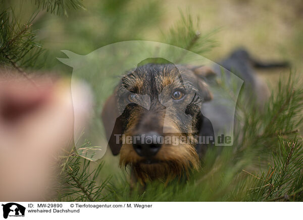 Rauhaardackel / wirehaired Dachshund / MW-29890