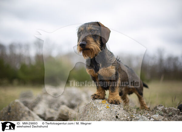 wirehaired Dachshund / MW-29893