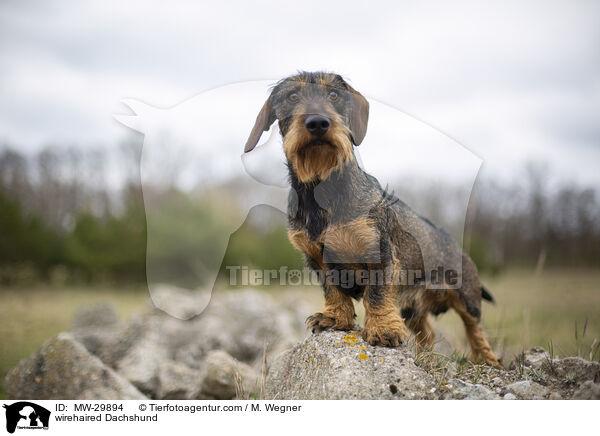 Rauhaardackel / wirehaired Dachshund / MW-29894