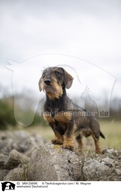 Rauhaardackel / wirehaired Dachshund / MW-29896