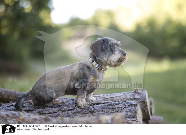 Rauhaardackel / wirehaired Dachshund / MAH-04567