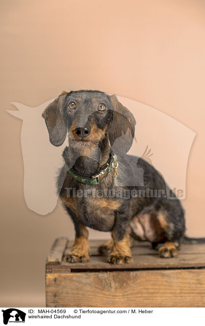 Rauhaardackel / wirehaired Dachshund / MAH-04569