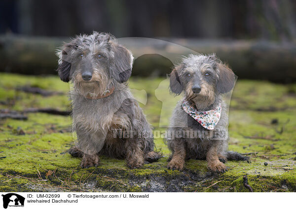 Rauhaardackel / wirehaired Dachshund / UM-02699