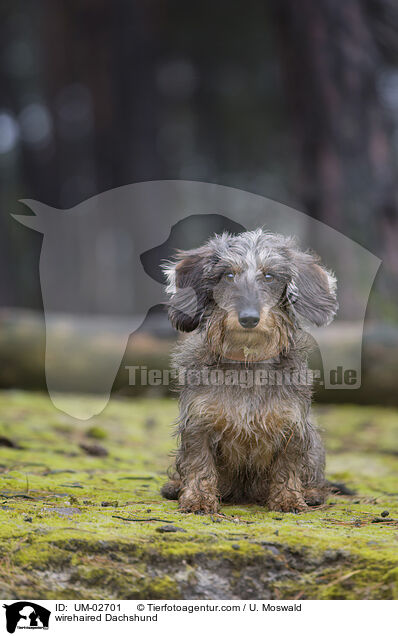 Rauhaardackel / wirehaired Dachshund / UM-02701