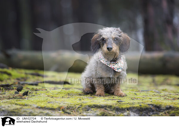 Rauhaardackel / wirehaired Dachshund / UM-02704