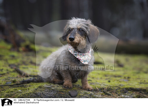 Rauhaardackel / wirehaired Dachshund / UM-02706