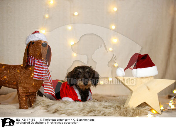 wirehaired Dachshund in christmas decoration / KB-17163