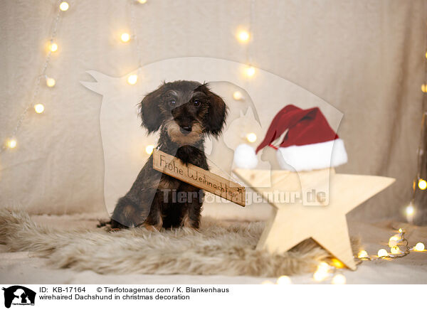 Rauhaardackel in Weihnachtsdeko / wirehaired Dachshund in christmas decoration / KB-17164