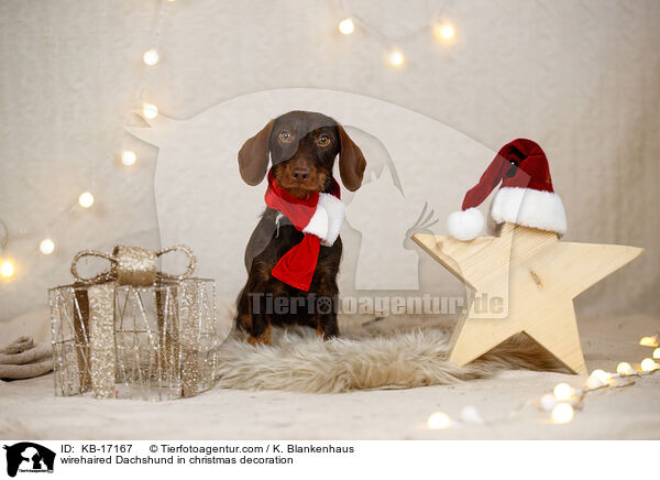 Rauhaardackel in Weihnachtsdeko / wirehaired Dachshund in christmas decoration / KB-17167