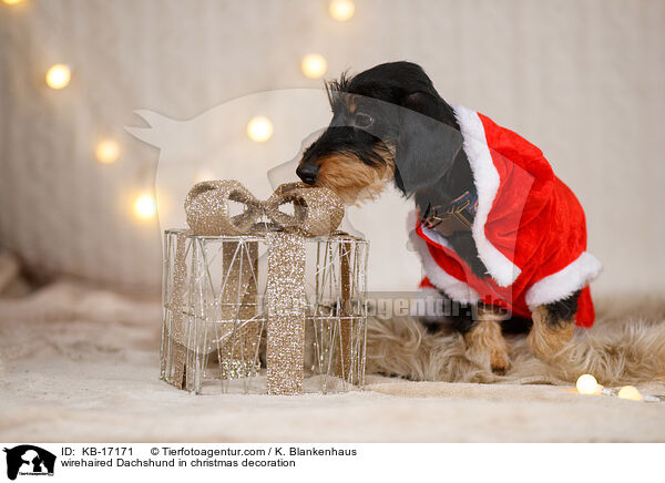 wirehaired Dachshund in christmas decoration / KB-17171