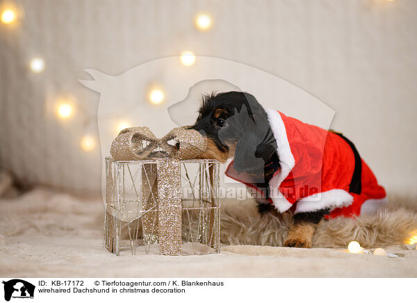 wirehaired Dachshund in christmas decoration / KB-17172