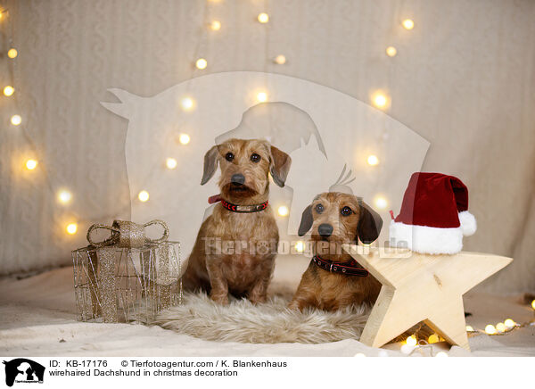 Rauhaardackel in Weihnachtsdeko / wirehaired Dachshund in christmas decoration / KB-17176