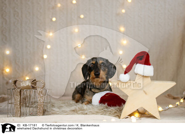 Rauhaardackel in Weihnachtsdeko / wirehaired Dachshund in christmas decoration / KB-17181