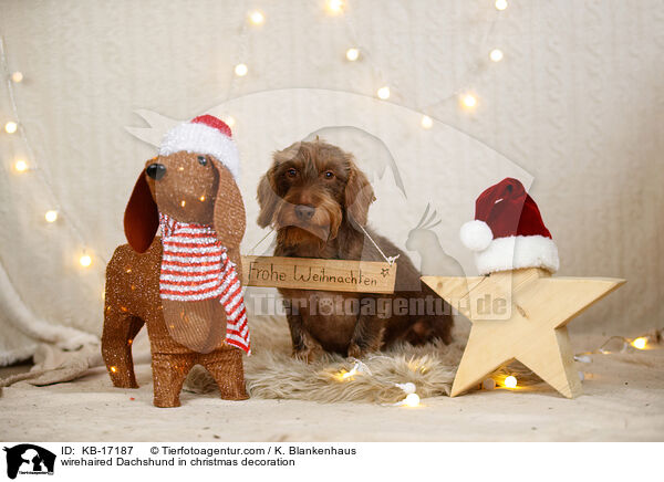 Rauhaardackel in Weihnachtsdeko / wirehaired Dachshund in christmas decoration / KB-17187