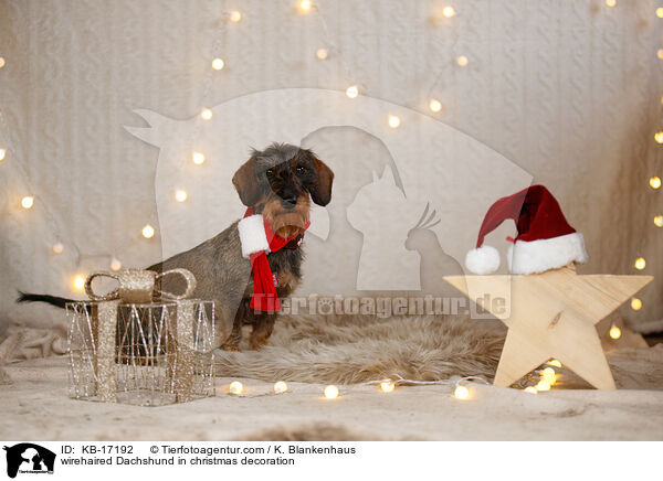 Rauhaardackel in Weihnachtsdeko / wirehaired Dachshund in christmas decoration / KB-17192