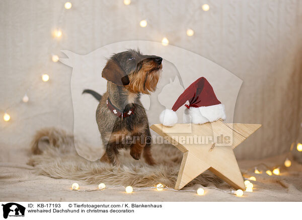 wirehaired Dachshund in christmas decoration / KB-17193