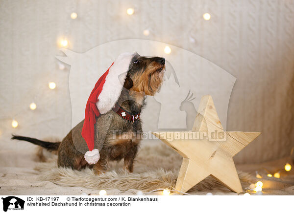 wirehaired Dachshund in christmas decoration / KB-17197