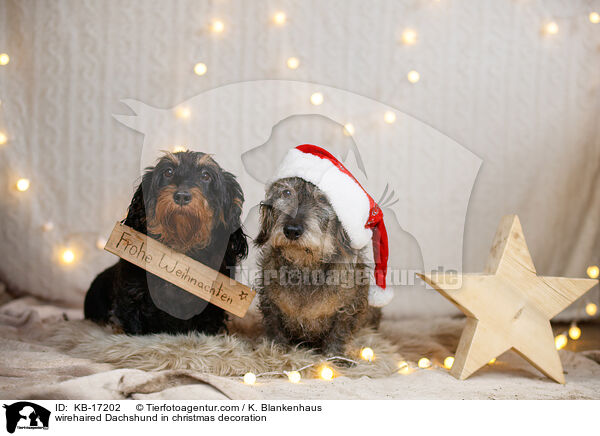 wirehaired Dachshund in christmas decoration / KB-17202