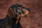 Dachshund