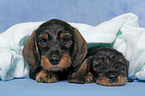 Teckel Puppies