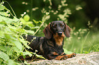 wirehaired Teckel