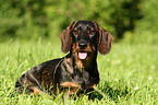 wirehaired Teckel