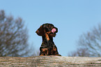 wirehaired teckel portrait