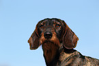 wirehaired teckel portrait