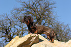 wirehaired teckel