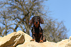 sitting wirehaired teckel