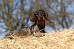 lying wirehaired teckel